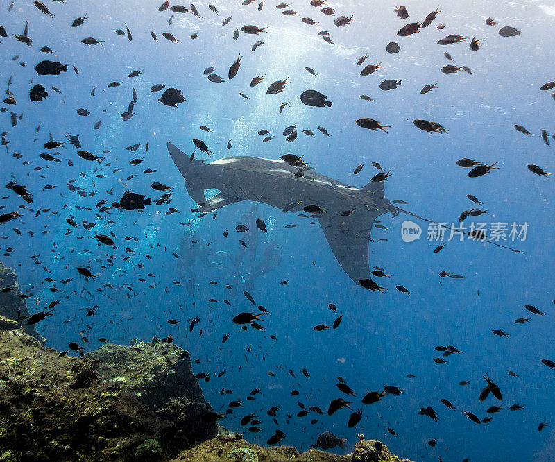 海洋蝠鲼(Manta birostris)游过清洁站珊瑚礁。在世界自然保护联盟的红色名单中，这些优雅的动物正在成为野外罕见的景象。